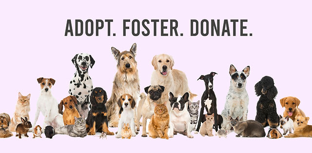 Adoption Flyer