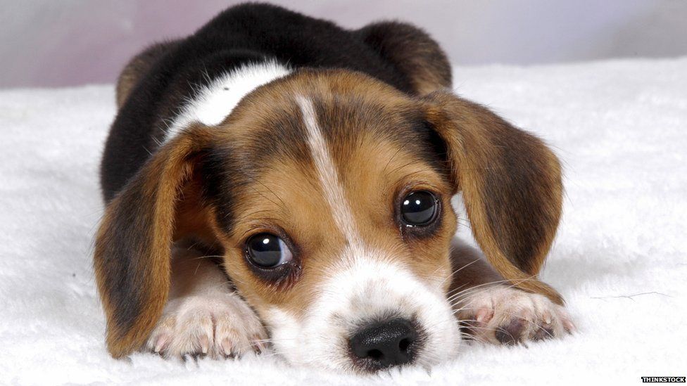 Beagle