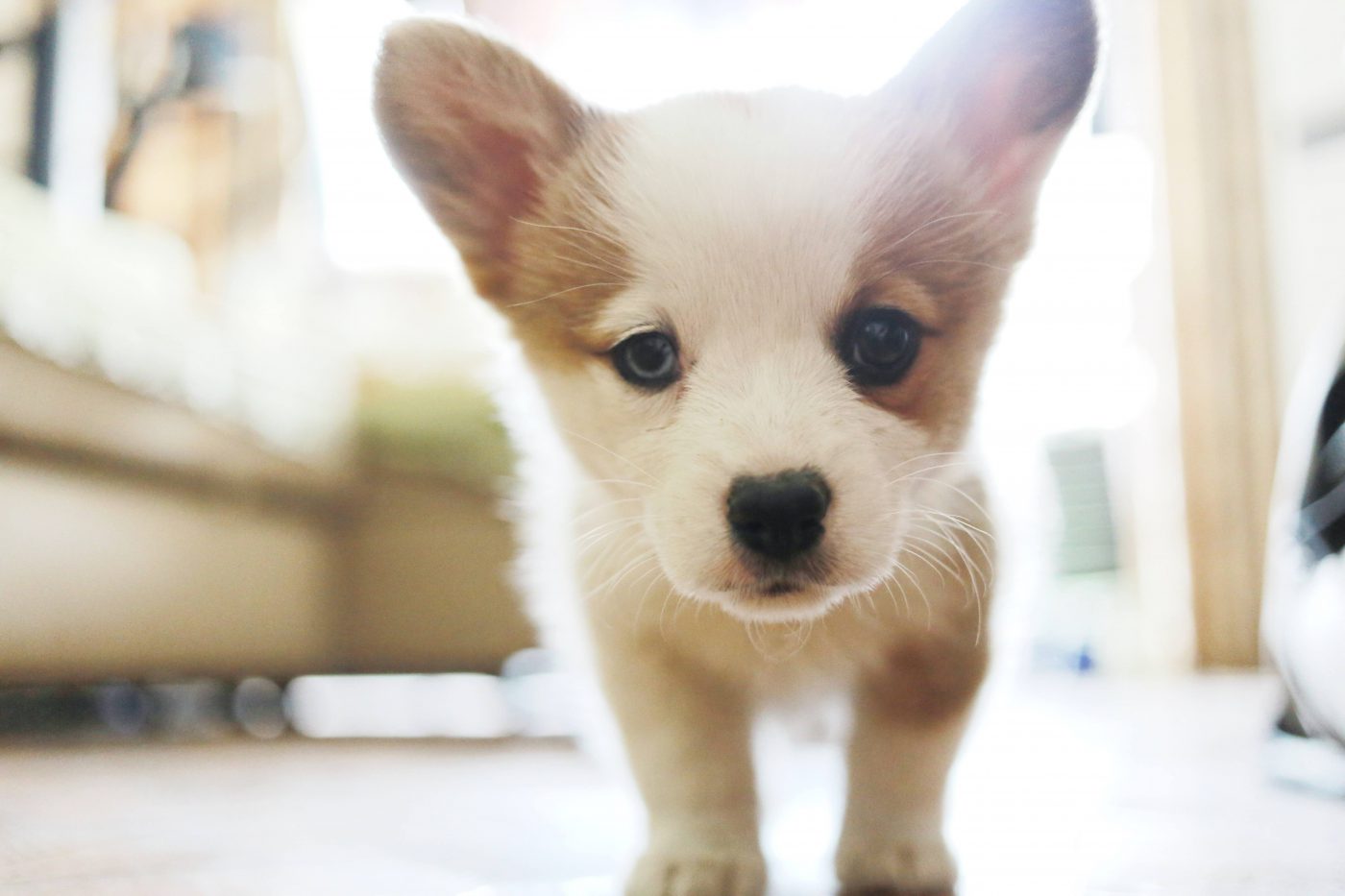 Corgi