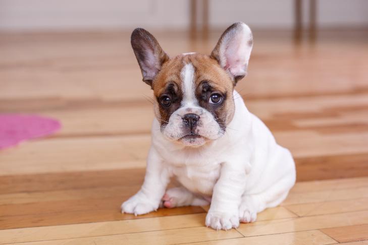 Corgi